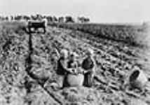 Children gathering potatoes in Prince Edward Island / Des enfants ramassant des pommes de terre à l'Île-du-Prince-Edouard, vers 1921 c.a. 1921