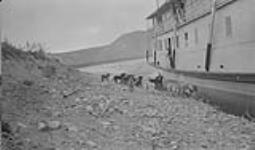 Dogs begging for food, Yukon River at Selkirk, Y.T