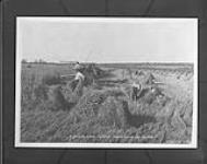R. Smith's farm: wheat crop 1918