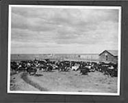 Cattle ranching in Alberta, taken near Tilley, Alta