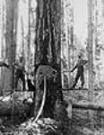 Undercutting a Douglas fir / Abattage d'un sapin de Douglas c.a. 1910