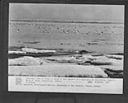 Panoramic view of birds in front of Jack Miner's bird sanctuary at Kingsville, Ont Nov. 1929