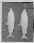 White fish (male and female) Thurlow Hatchery, Dominion Fisheries, Belleville, Ont