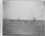 Donkey Carts at the Canadian National Exhibition, Toronto, Ontario c. 1900
