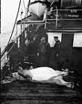 (Hudson Strait Expedition) Polar bear carcass aboard C.G.S. Montcalm 6 July 1928