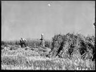 Harvesters near Murray Bay, P.Q 1930