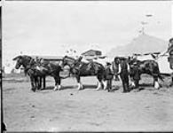 Ben Hur Chariot team horses 28 Mar. 1910