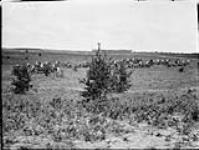 Horse artillery moving into action during manoeuvres 1922