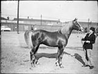 Joan Durrant with arabian stallion "Amadrino" 14 Nov. 1956