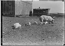 Litter of pigs in Smithers' yard, 17 Oct., 1908 17 Oct. 1908