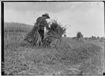 Stooking the sheaves [in a wheat field] 27 July, 1909 27 JULY, 1909