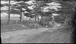 Cows being driven down a road near Lambton, [Ont.] 9 June, 1917