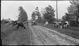 Cows feeding on roadside with automobile and boy near Lambton, [Ont.] 9 June, 1917