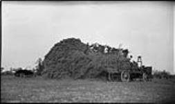 Hauling pulled flax to stacks at the Ontario Government farm off Yonge Street, [Toronto, Ont.] 7 Sept., 1918