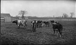 Dairy cattle waiting to be milked at the O.A.C. [Ontario, Agricultural, College], in Guelph, [Ont.] 29 Oct., 1918