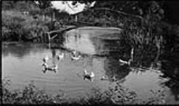 Ducks on pond at Harveys 19 Sept. 1915