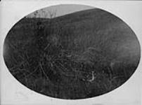 [Hunting scene near Moose Jaw, Sask., c. 1909] [ca. 1909]