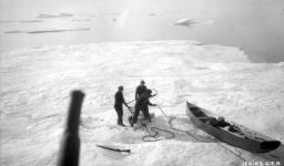 Hauling bear off ice floe August 1923.
