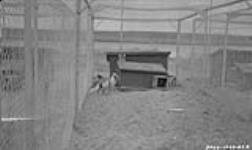 Section of the Hudson's Bay Co. fox farm at Chesterfield Inlet 1929