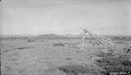 [Teepee frame at an old indigenous campsite near the source of the Horton River] Original title: Old Eskimo camp near the sources of Horton River June 1928.