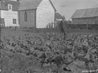 Vegetable garden of the R.C. Mission at Fort Good Hope September 1928.