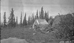 Our Camp at the Narrows. Drying felt papers and specimens 1928