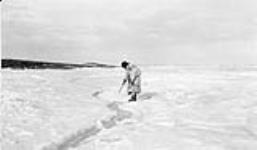 An Inuit woman with her baby on her back tries to hook a fish through a small tide crack May 1931.