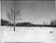 Open prairie land in poplar woods east of Salt River on Mission Farm road 31 March 1933.