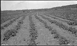 Field of potatoes at R.C. Mission 7 July 1920.