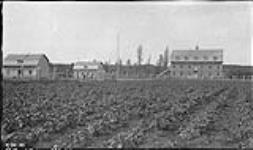 R.C. Hospital (right); school (centre) and priests house (left). Potatoes in foreground 1920