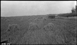 Harvest field, Vermilion Valley 1920