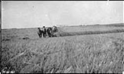 Cutting oats Vermilion Valley 1920