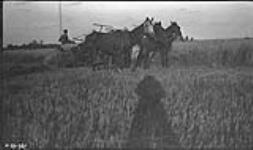 Cutting oats near Edmonton 1920