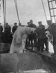Bear killed at Glacier Strait 1923