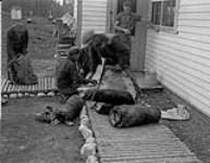 Stamping beaver pelts 1945