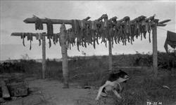 Drying fish at Brabant Island 1922