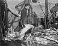Codfish on a trawler off the Grand Banks of Newfoundland / Des morues dans un chalutier au large des Grands Bancs de Terre-Neuve 1949