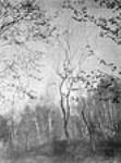 Forest Scene/Paysage avec bouleaux 1907