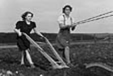 Paulette (left) and Evangeline Deraiche ploughing field Nov. 1941