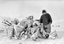 [Inuit] with cariboo carcasses 1949.