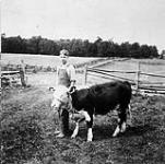 T.B. with a young steer 1915
