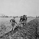 Boy ploughing at Doctor Barnardo's Industrial Farm ca 1900