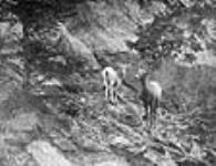 Mountain Sheep / Chèvre de montagne 1927
