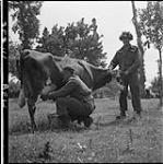 Personnel of the Highland Light Infantry of Canada milking 'Rosie'. (L.-R.:) Ptes. F.G.J. Lane, D.M. Ferguson 20 June 1944