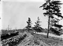 New driveway above Patterson's Creek 5 April 1902.