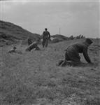 German soldiers digging out land mines by hand from a mined area about ten miles south of Haarlem 12 June 1945