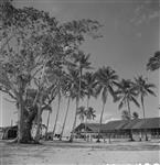 Pityliu Duffy's Tavern on a Pacific Island was frequented by Canadian sailors from H.M.C.S. UGANDA of British Pacific Fleet 23 June 1945