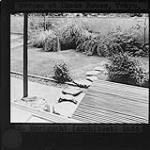 Garden at Okada House designed by S. Horizuchi (lantern slide copied from photomechanical reproduction, used by J. Austin Floyd for illustrating lectures) 1934