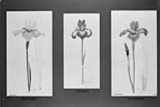 Drawings of Siberian Iris varieties, Gatineau, Ottawa and Pickanock, developed by Isabella Preston. 15 Feb. 1938 15 FEB. 1938
