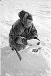 George Lush setting a fox trap 1949-1950.